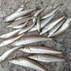 播磨新島のキス調査