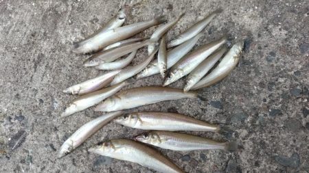 播磨新島のキス調査