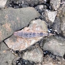 2週連続のフラット！嬉しい限り