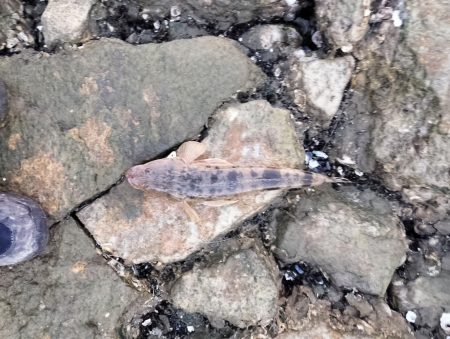 2週連続のフラット！嬉しい限り