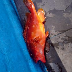 錦でボートロックゲーム