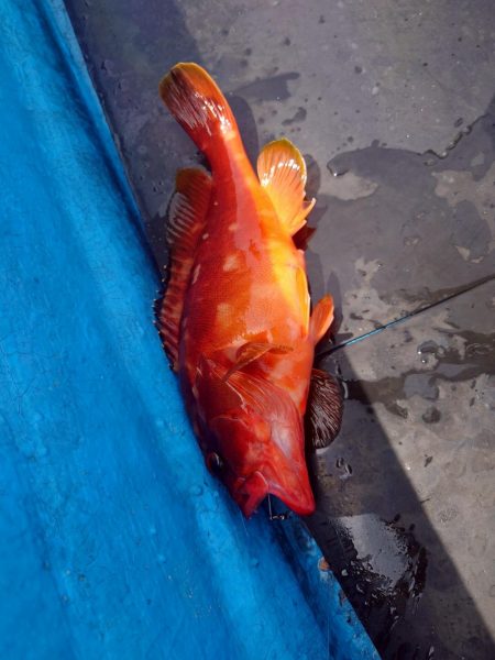 錦でボートロックゲーム