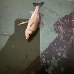 雨上がりバチシー