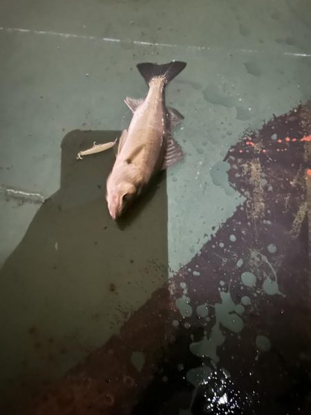 雨上がりバチシー