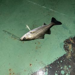 雨の日バチシー