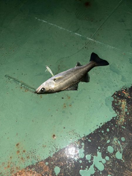 雨の日バチシー