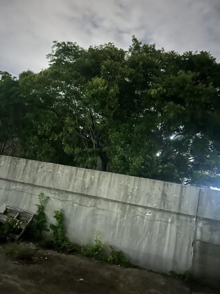 バチシー終了！？