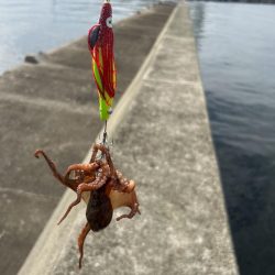 渡船後の蛸釣り修行