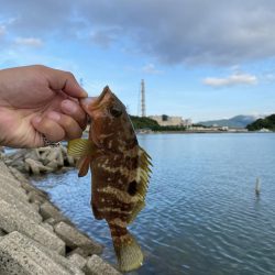 夕まずめの遊び相手