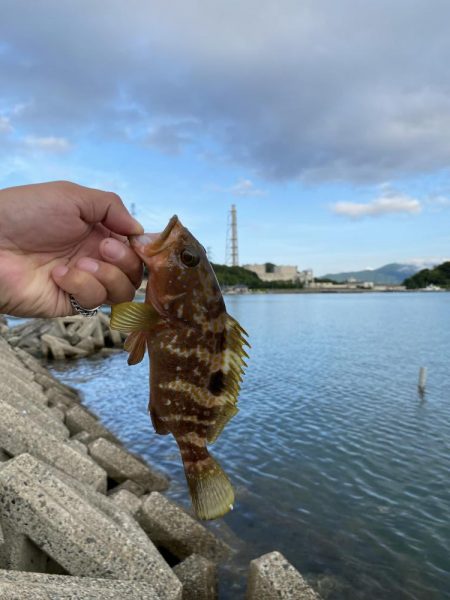 夕まずめの遊び相手