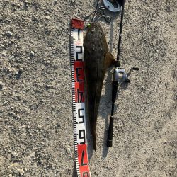 計画休暇2日目 宮津マゴチ祭り