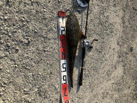 計画休暇2日目 宮津マゴチ祭り