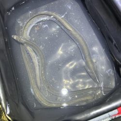 ★★リベンジ大成功★★