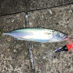 今季初！大きめサバ4本