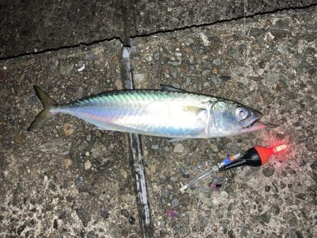 今季初！大きめサバ4本