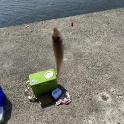 ★★もうキスは釣れていますよ★★