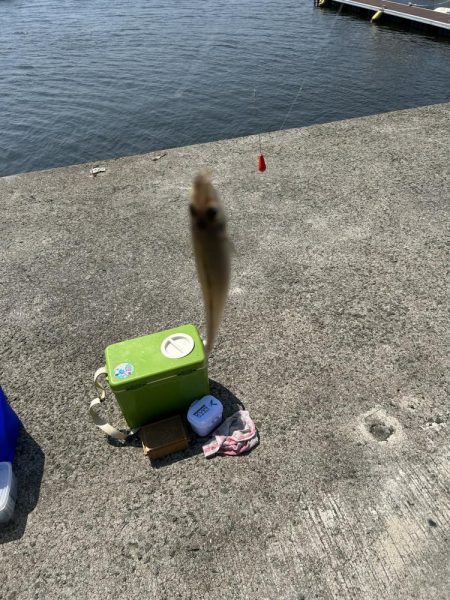 ★★もうキスは釣れていますよ★★