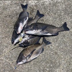 5枚、いよいよシーズンインか⁈