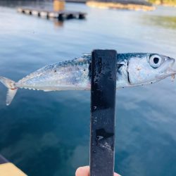 紀州釣りでクエ