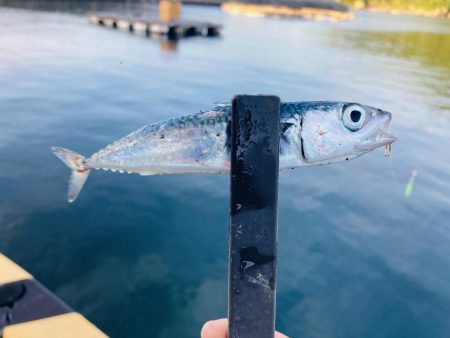 紀州釣りでクエ