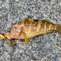 五目釣り 最後は珍客