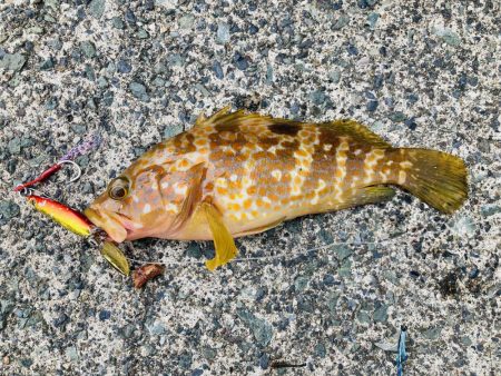 五目釣り 最後は珍客