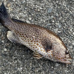 オオモンの季節到来