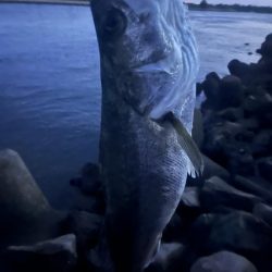 筑後川で80センチシーバス