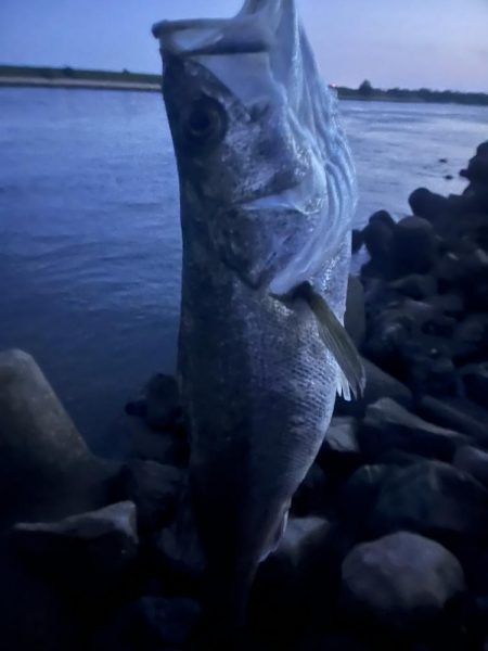 筑後川で80センチシーバス