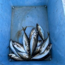 良型アジぼちぼち