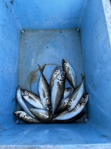 良型アジぼちぼち