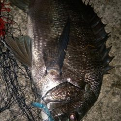 バチじゃないテクトロ