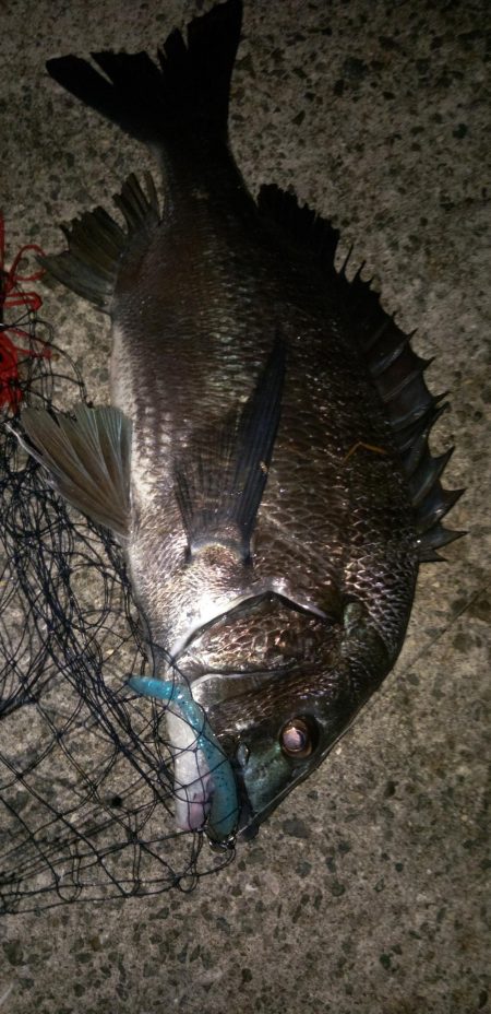 バチじゃないテクトロ