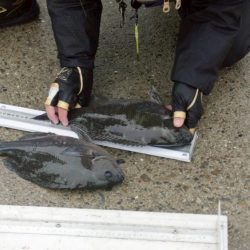 和歌山市江(吉丸渡船)でグレ釣り