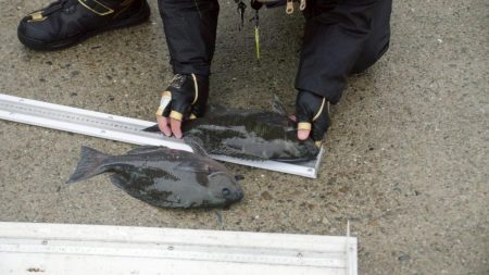 和歌山市江（吉丸渡船）でグレ釣り