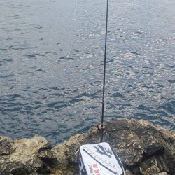 シマノジャパンカップ磯　串本大会