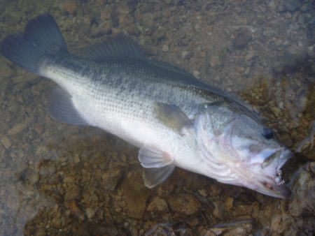 6月バス釣り