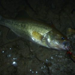ぽつぽつ雨バス