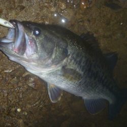 雨上がりバス釣り
