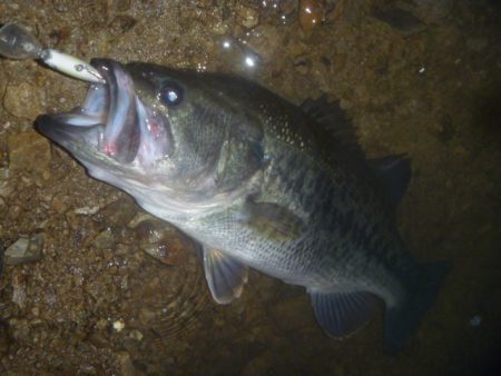 雨上がりバス釣り