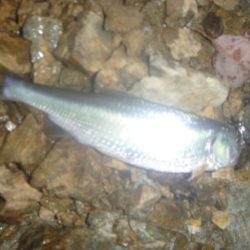 梅雨明け？の淡水魚