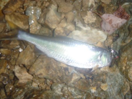 梅雨明け？の淡水魚