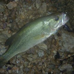 6月雨のバス釣り