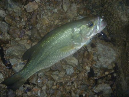 6月雨のバス釣り