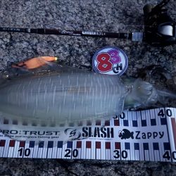 ベイトタックルで親烏賊