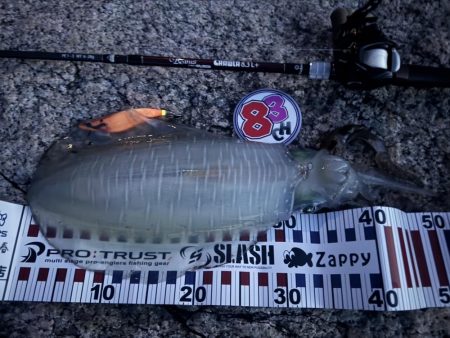 ベイトタックルで親烏賊