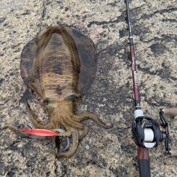 アオリイカ 雄 1.2㎏