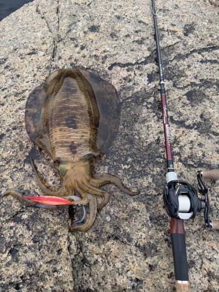 アオリイカ 雄 1.2㎏