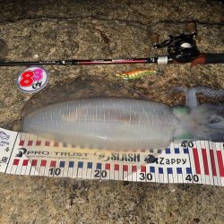 アオリイカ　２kg　