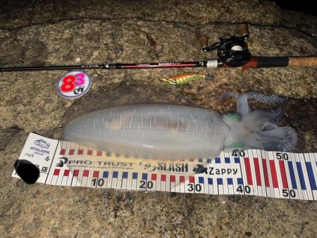 アオリイカ　２kg　